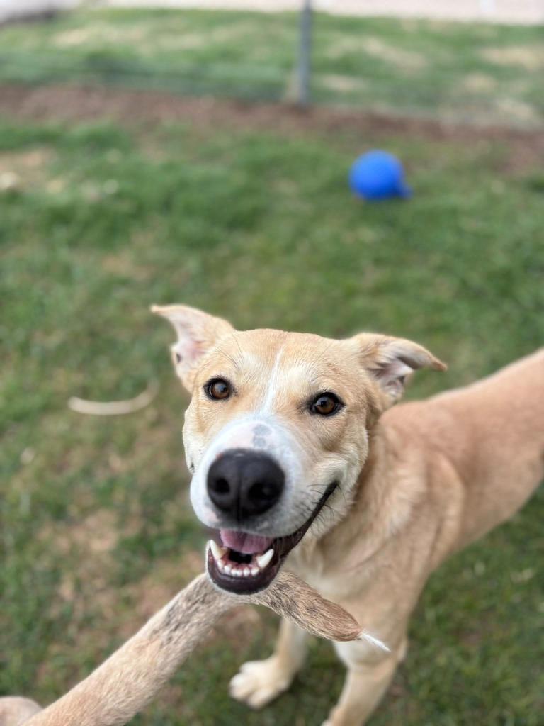 Cole, Adoptable, Young Male Husky & Mixed Breed.