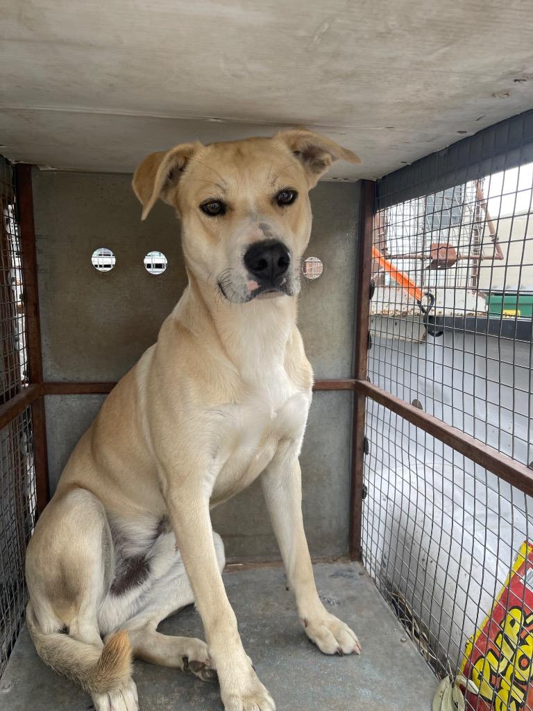 Enlarge Cole, a Adoptable mixed breed in Belton, TX image 1/1