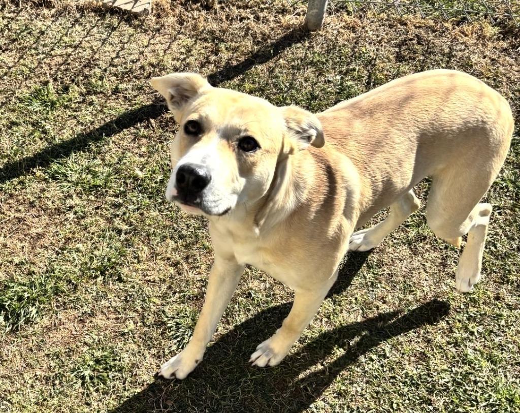 Enlarge Cole, a Adoptable mixed breed in Belton, TX image 2/3