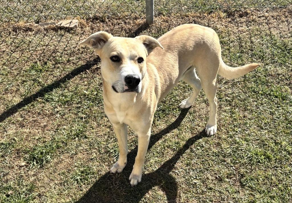 Enlarge Cole, a Adoptable mixed breed in Belton, TX image 3/3