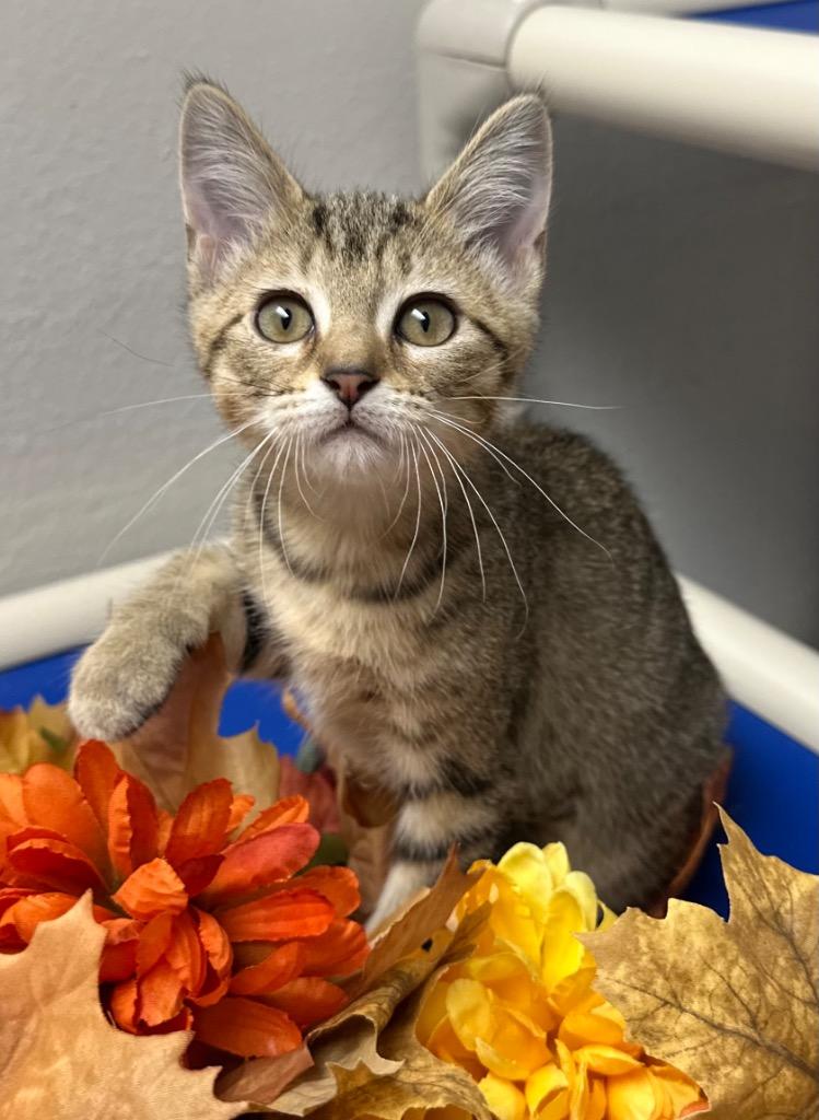 Enlarge 8/21/25 - Cookie Crisp, a Adoptable mixed breed image 1/1