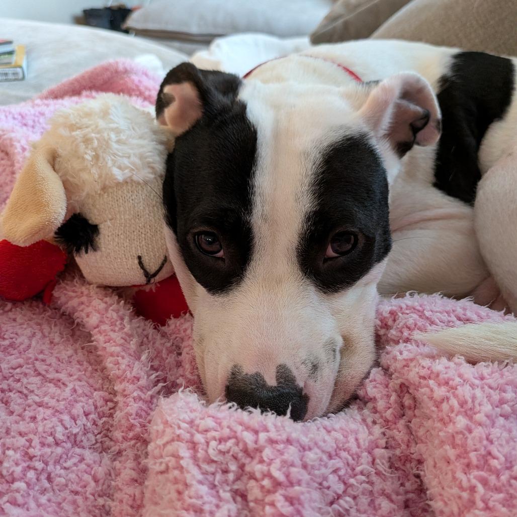 Misty — thumbnail 3