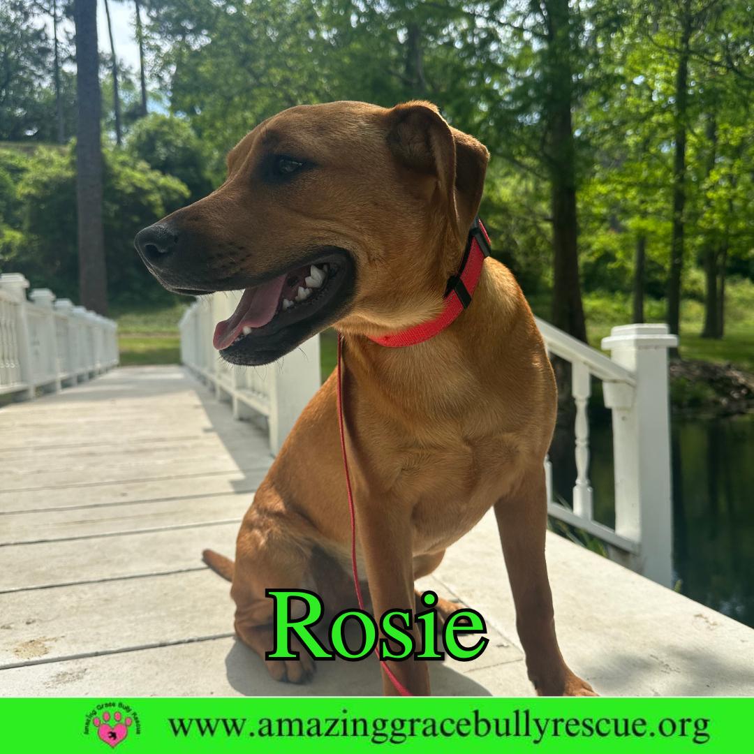 Rosie, a Adoptable Hound in Pensacola, FL image 1/3