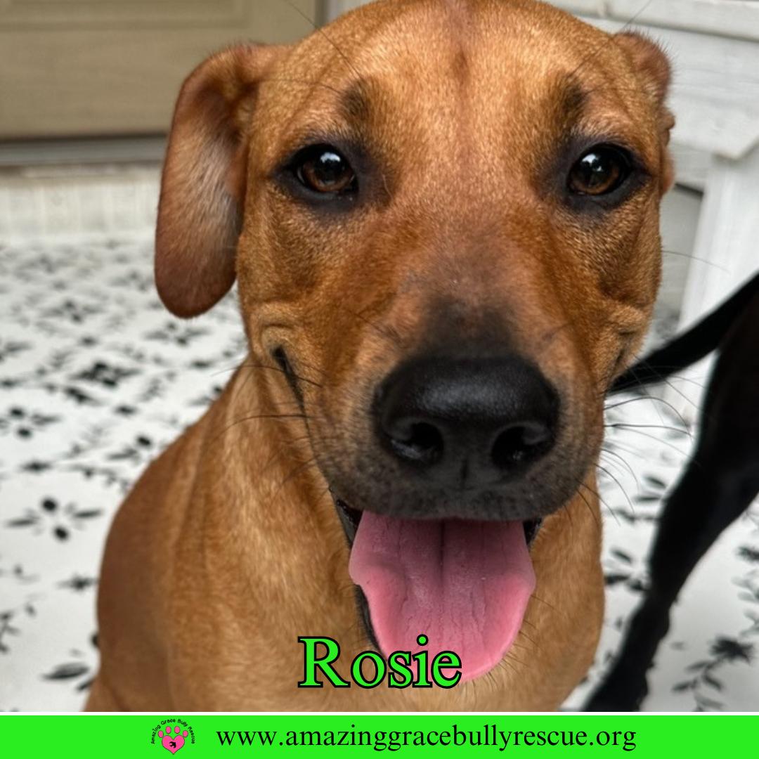 Rosie, a Adoptable Hound in Pensacola, FL image 2/3