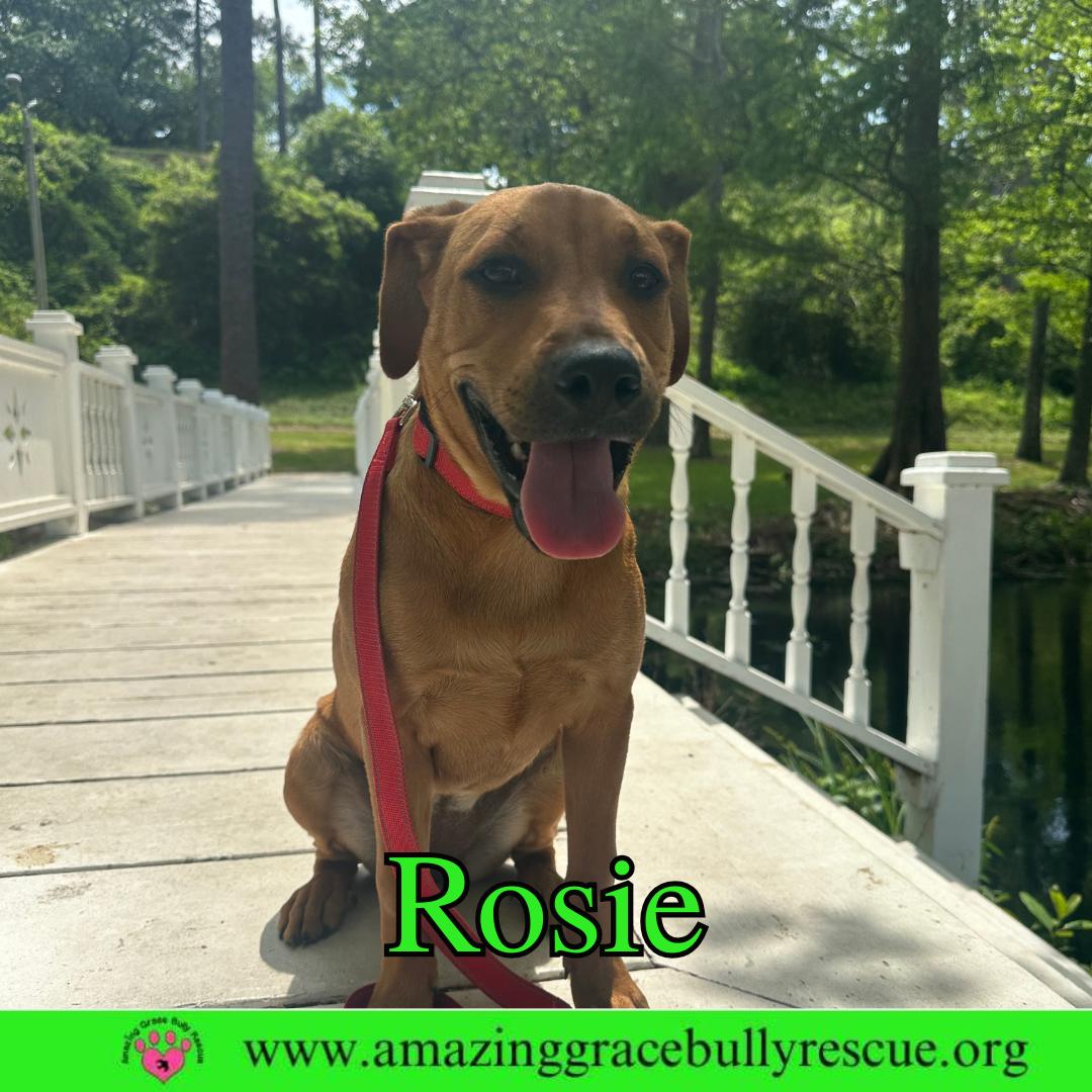 Rosie, a Adoptable Hound in Pensacola, FL image 3/3