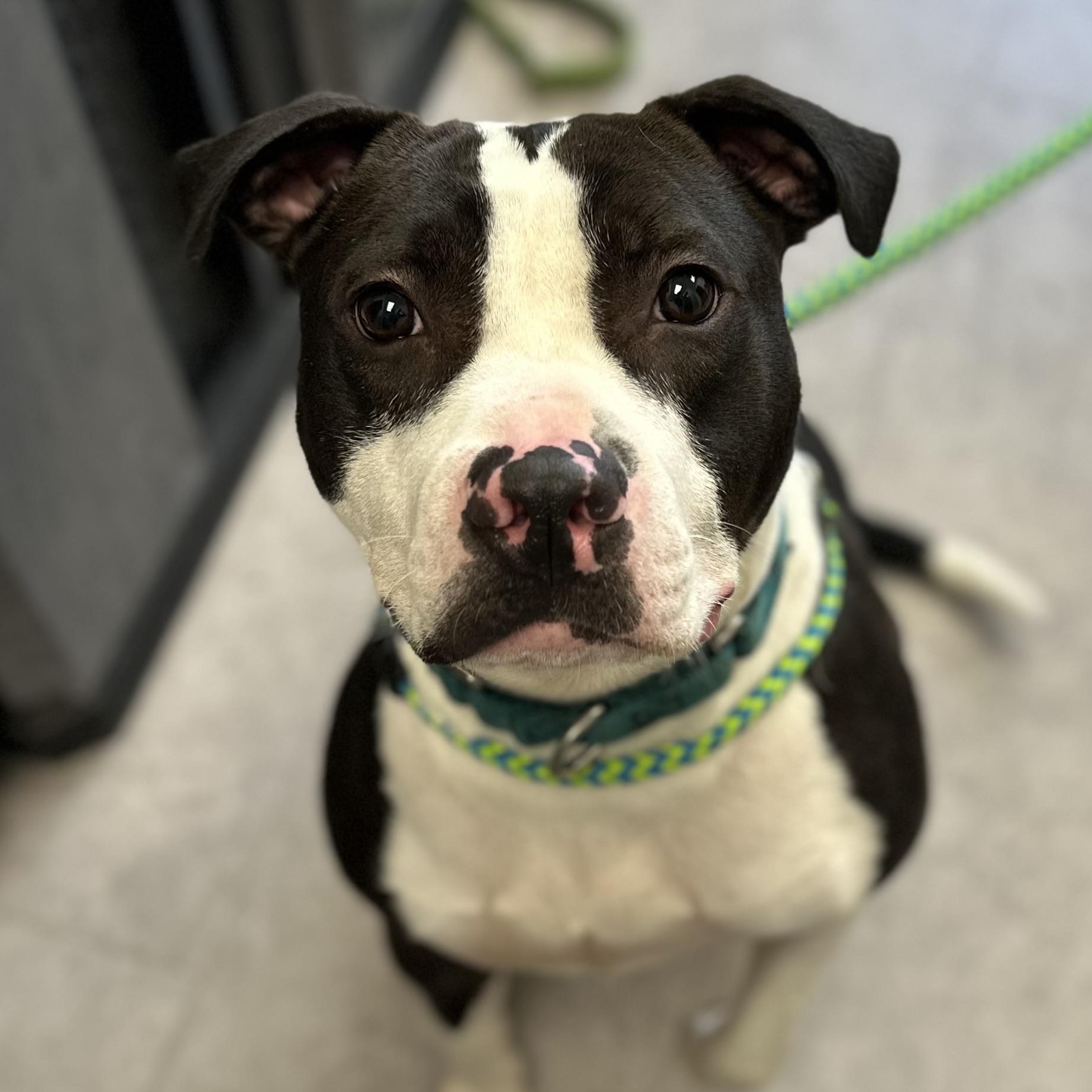 Zeus photo 1