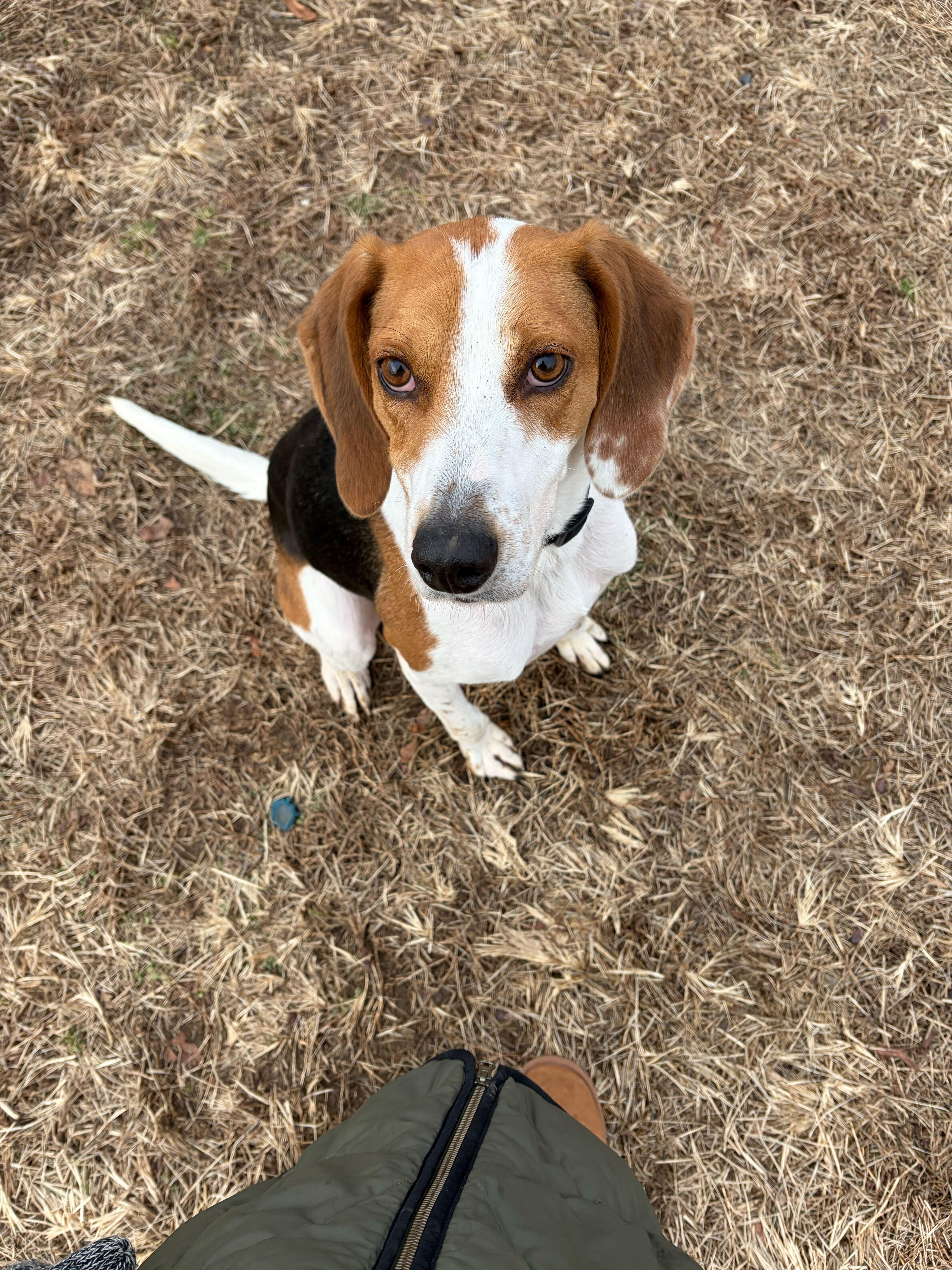 Enlarge Norman, an adopted mixed breed in Lagrangeville, NY image 4/5