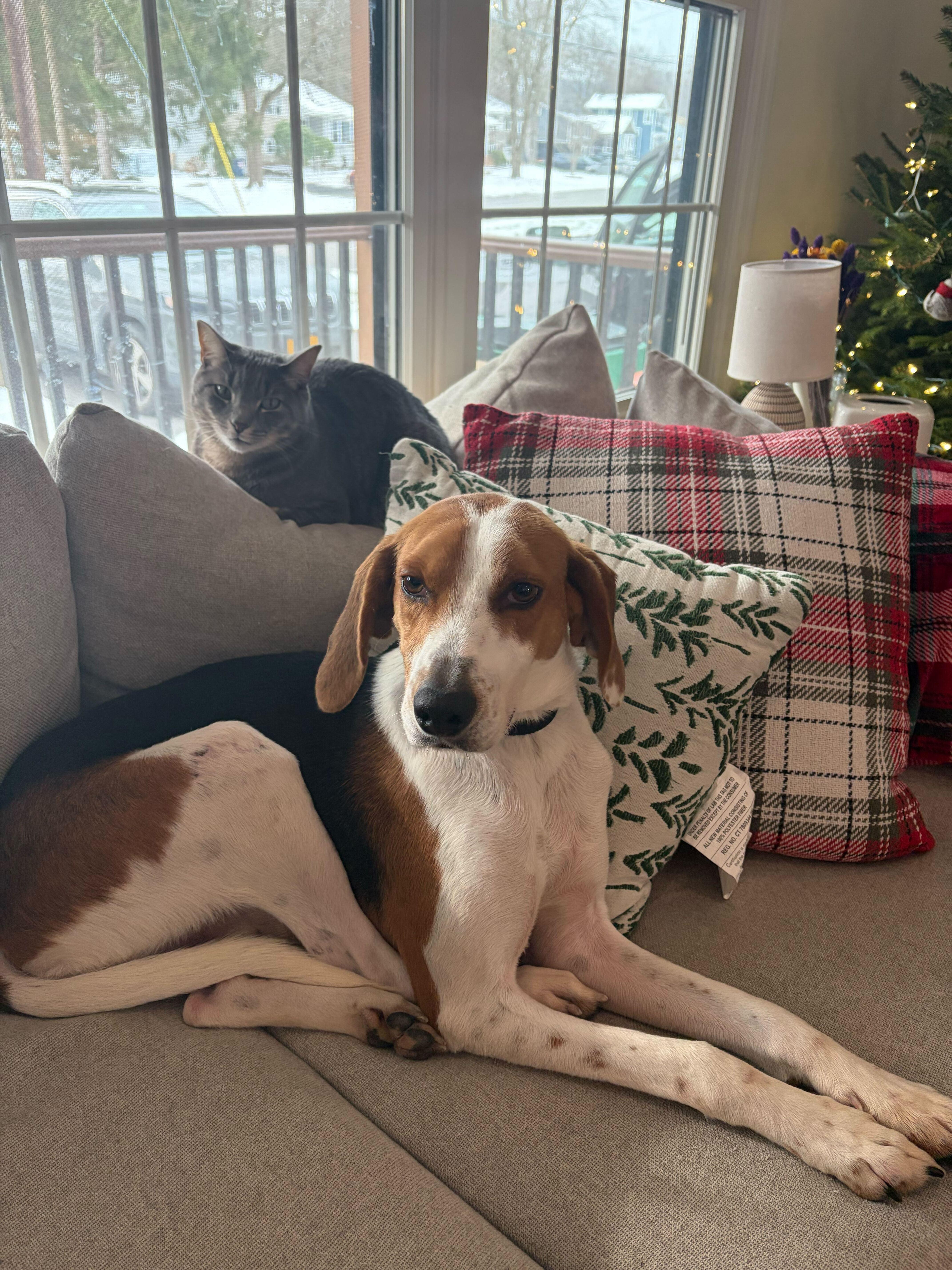 Enlarge Norman, an adopted mixed breed in Lagrangeville, NY image 2/5