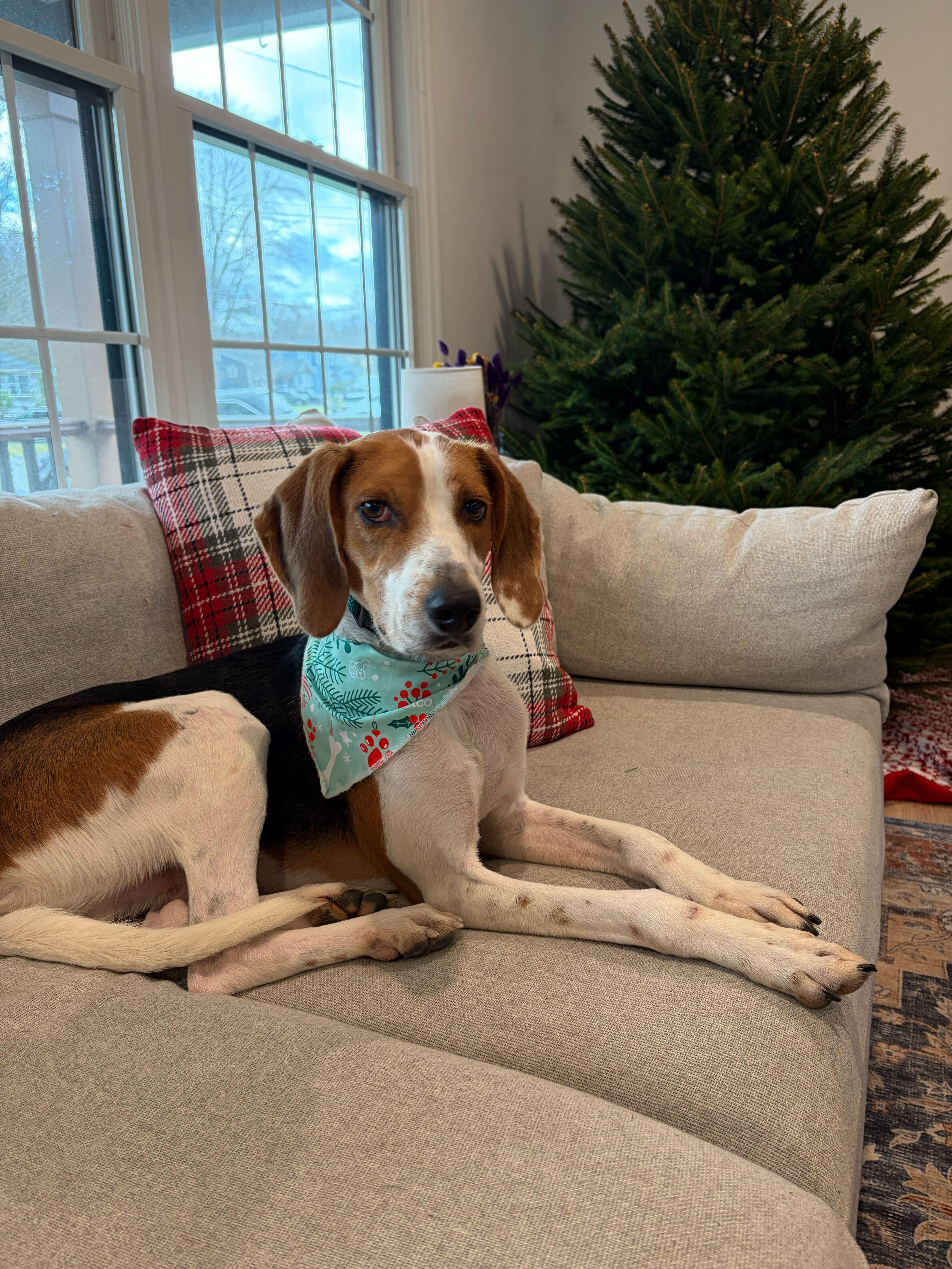 Enlarge Norman, an adopted mixed breed in Lagrangeville, NY image 3/5