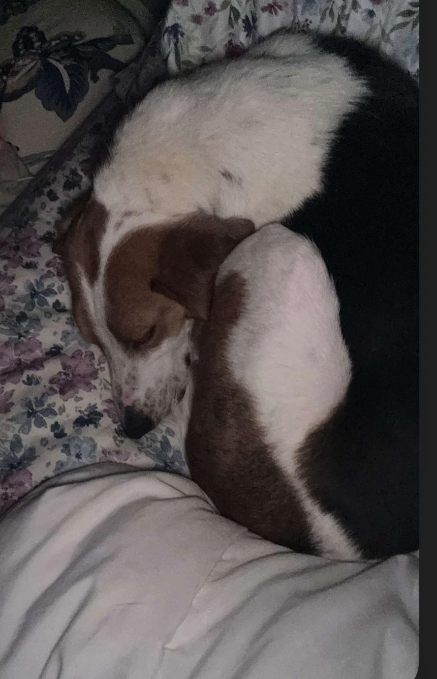 Norman, a Adoptable mixed breed in Junction City, KY image 3/6