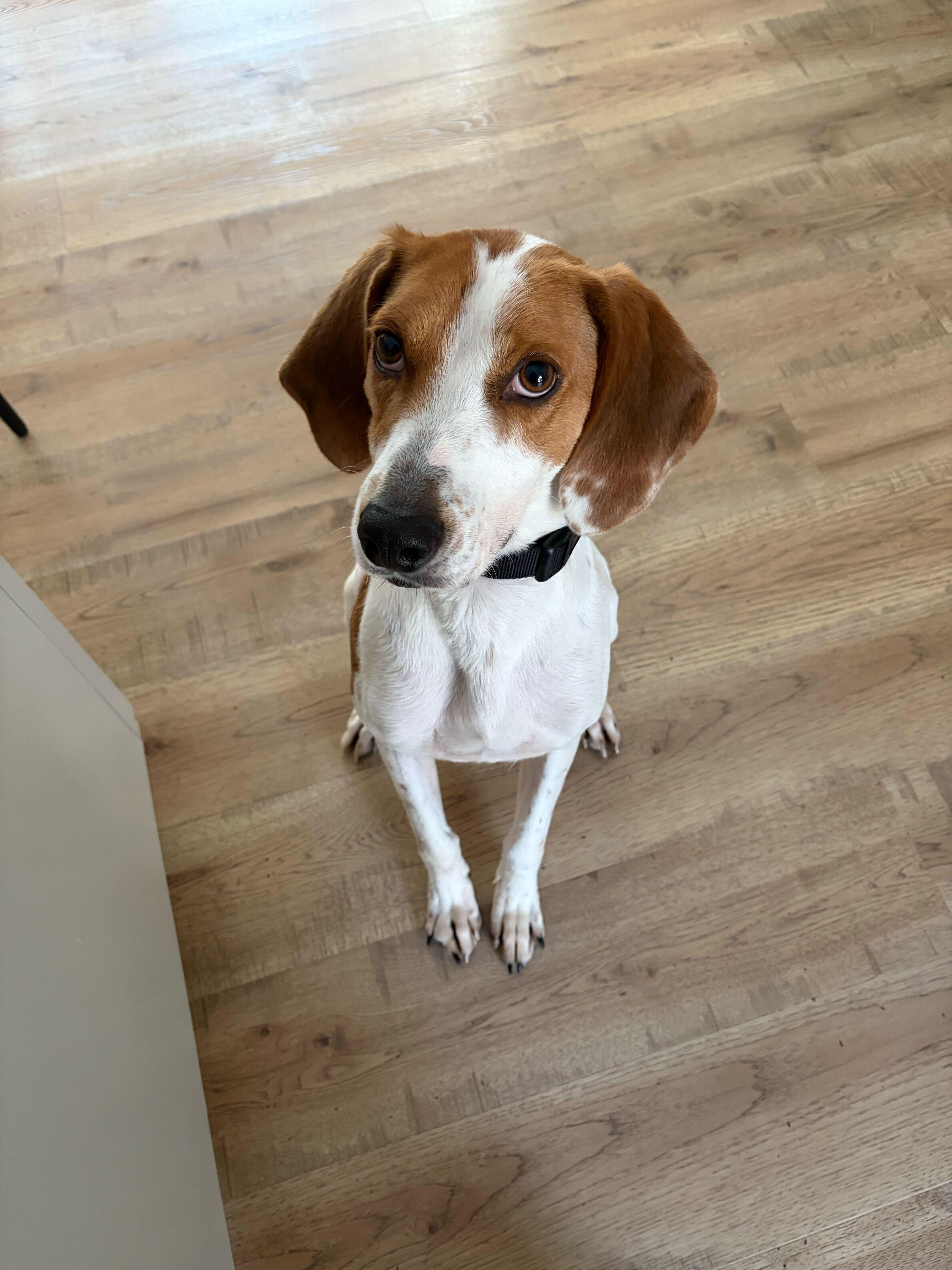 Norman, Adoptable, Adult Male American Foxhound.