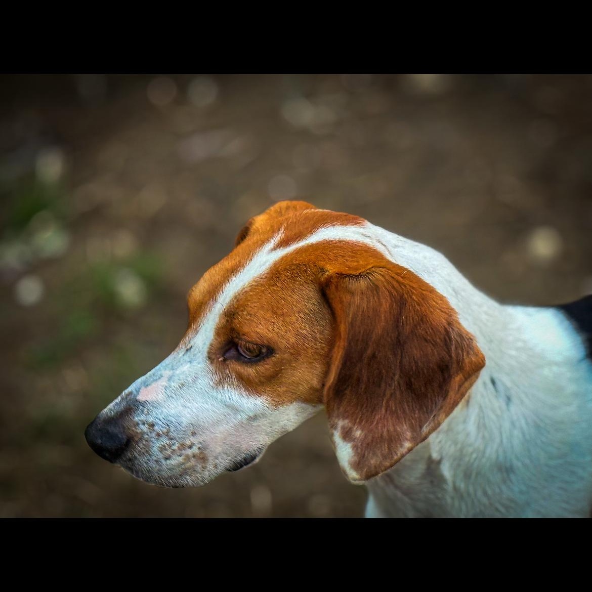 Norman, a Adoptable mixed breed in Junction City, KY image 5/6