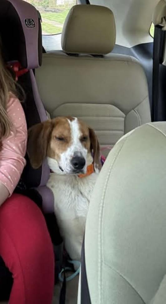 Norman, a Adoptable mixed breed in Junction City, KY image 2/6