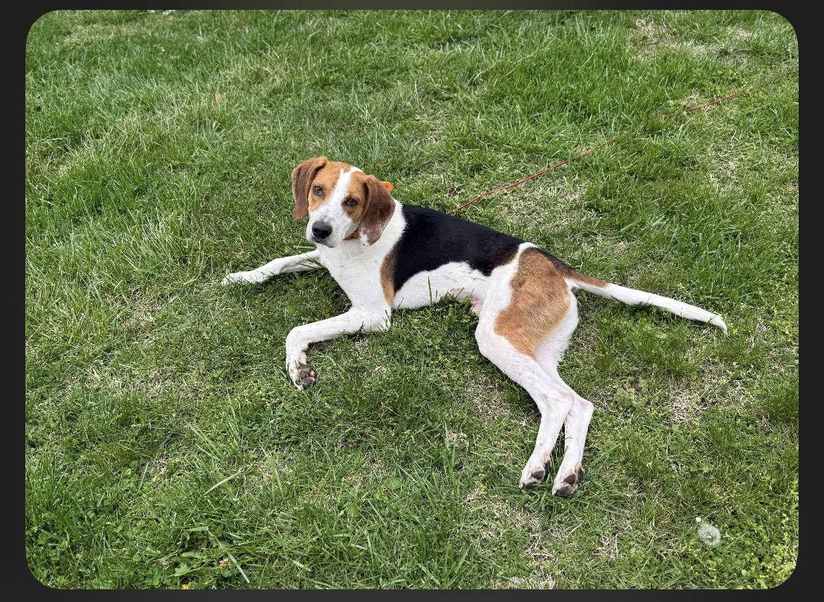 Norman, a Adoptable mixed breed in Junction City, KY image 1/6