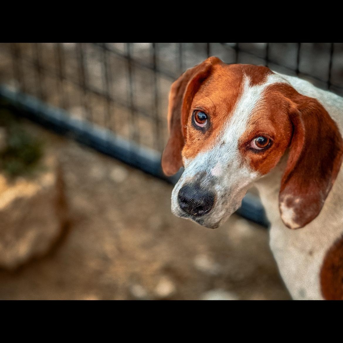 Norman, a Adoptable mixed breed in Junction City, KY image 4/6