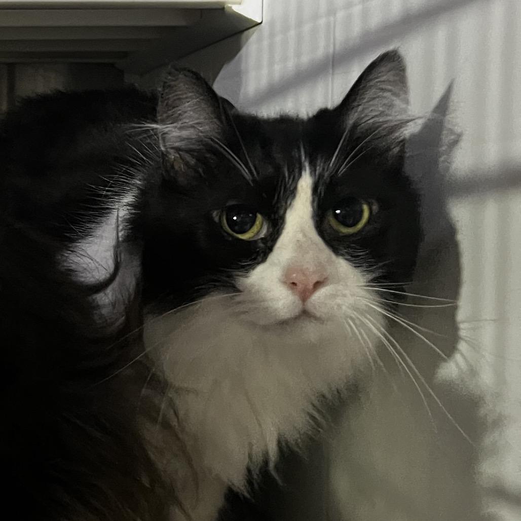 Birdie, Adoptable, Senior Female Domestic Medium Hair.