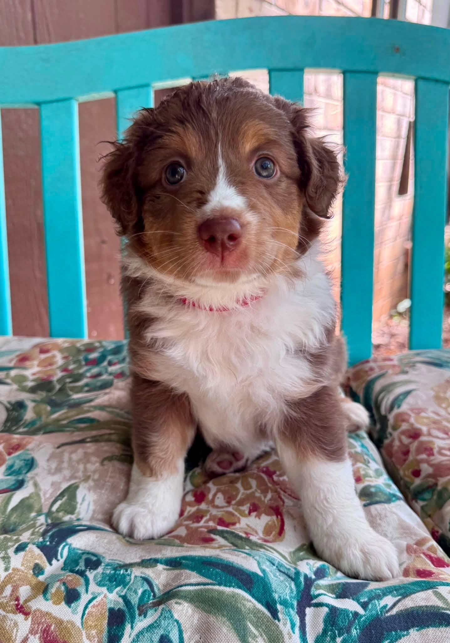 [ADOPTION PENDING] - ARPH 14703 - Star, Adoptable, Puppy Female Australian Shepherd.