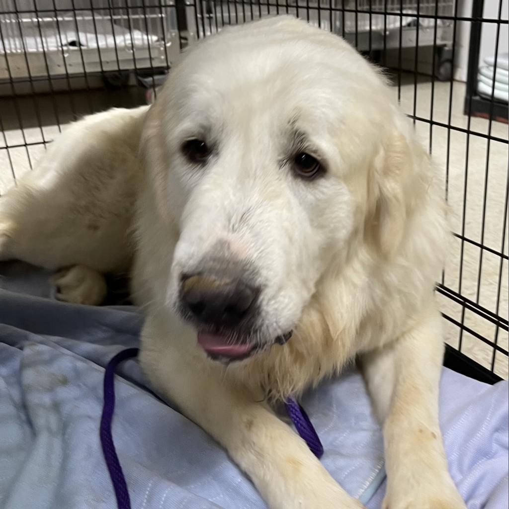 Denali, Adoptable, Senior Male Great Pyrenees.