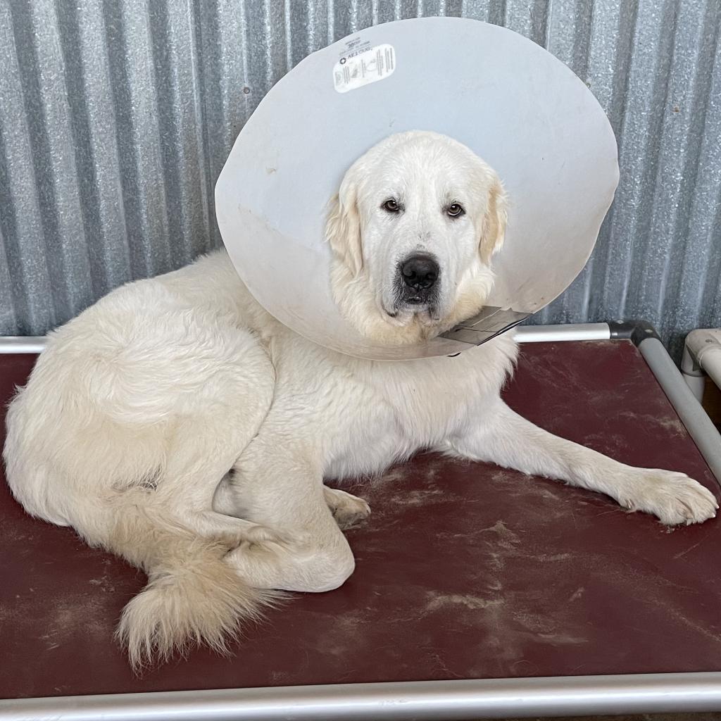 Denali, a Adoptable Great Pyrenees in Dallas, TX image 2/2
