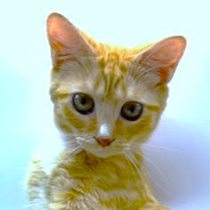 Butternut Beauty  Bodacious thumbnail 2