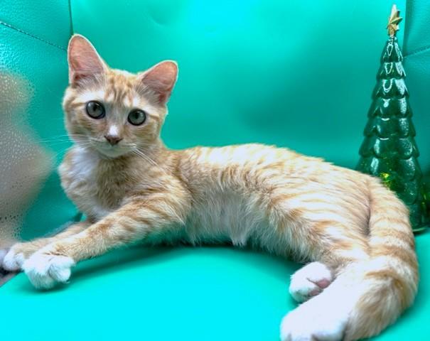 BUTTERNUT BEAUTY - BODACIOUS BENGAL!, a Adoptable mixed breed in Danbury, CT image 3/6