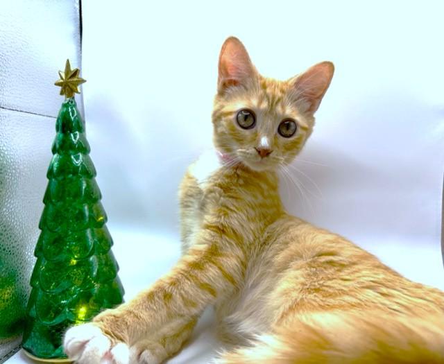 BUTTERNUT BEAUTY - BODACIOUS BENGAL!, a Adoptable mixed breed in Danbury, CT image 4/6