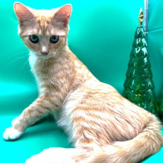 BUTTERNUT BEAUTY - BODACIOUS BENGAL!, Adoptable, Kitten Female Bengal & Domestic Medium Hair.