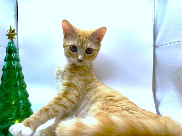 BUTTERNUT BEAUTY - BODACIOUS BENGAL!, a Adoptable mixed breed in Danbury, CT image 5/6