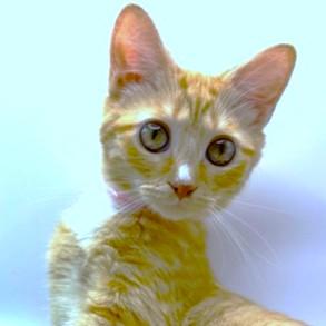 BUTTERNUT BEAUTY - BODACIOUS BENGAL!, a Adoptable mixed breed in Danbury, CT image 6/6