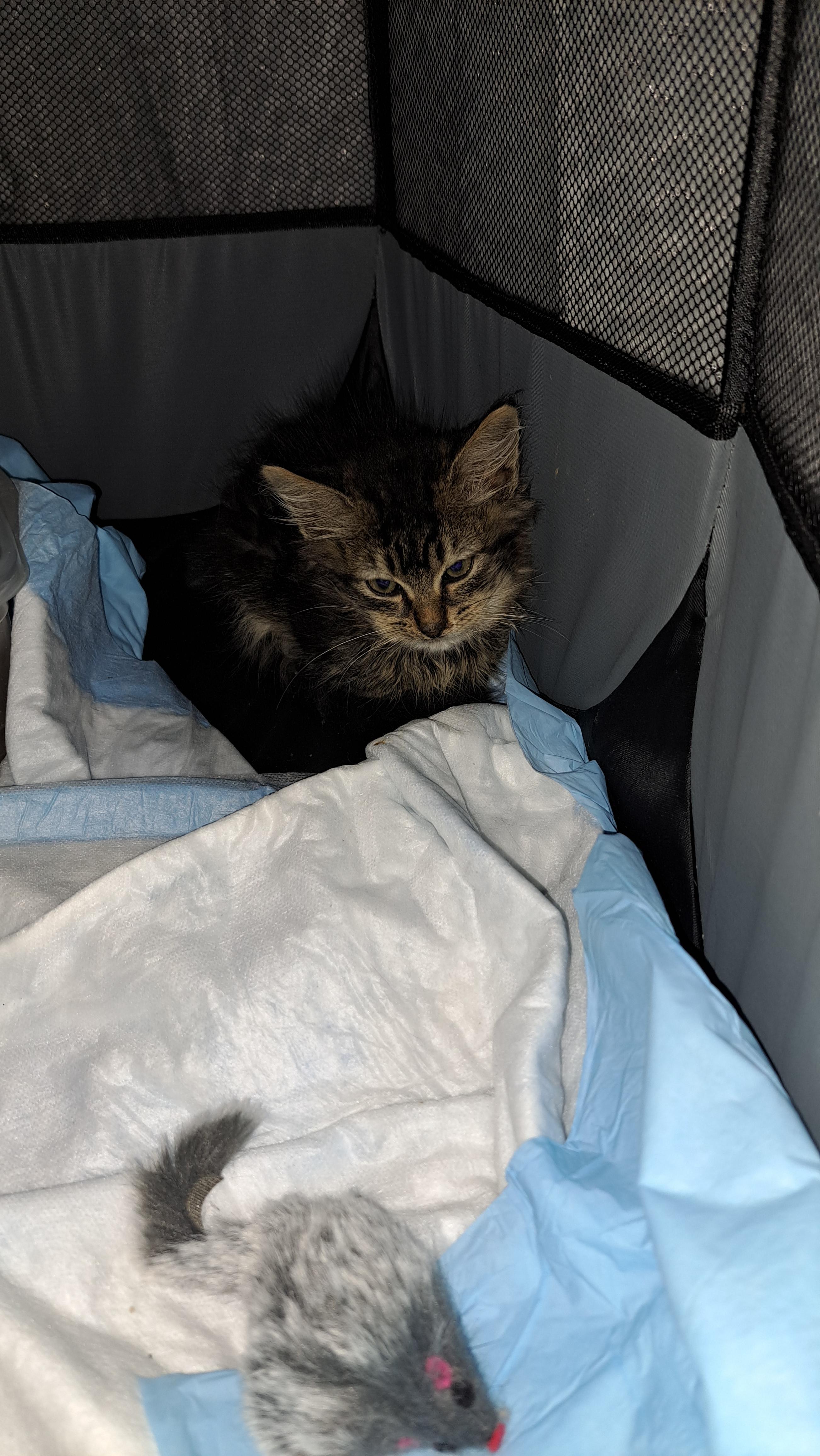 Enlarge Caprese, a Adoptable Domestic Long Hair in Cincinnati, OH image 2/3