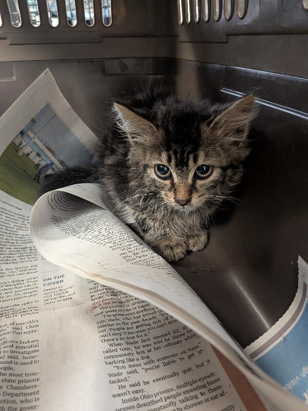Enlarge Caprese, a Adoptable Domestic Long Hair in Cincinnati, OH image 3/3