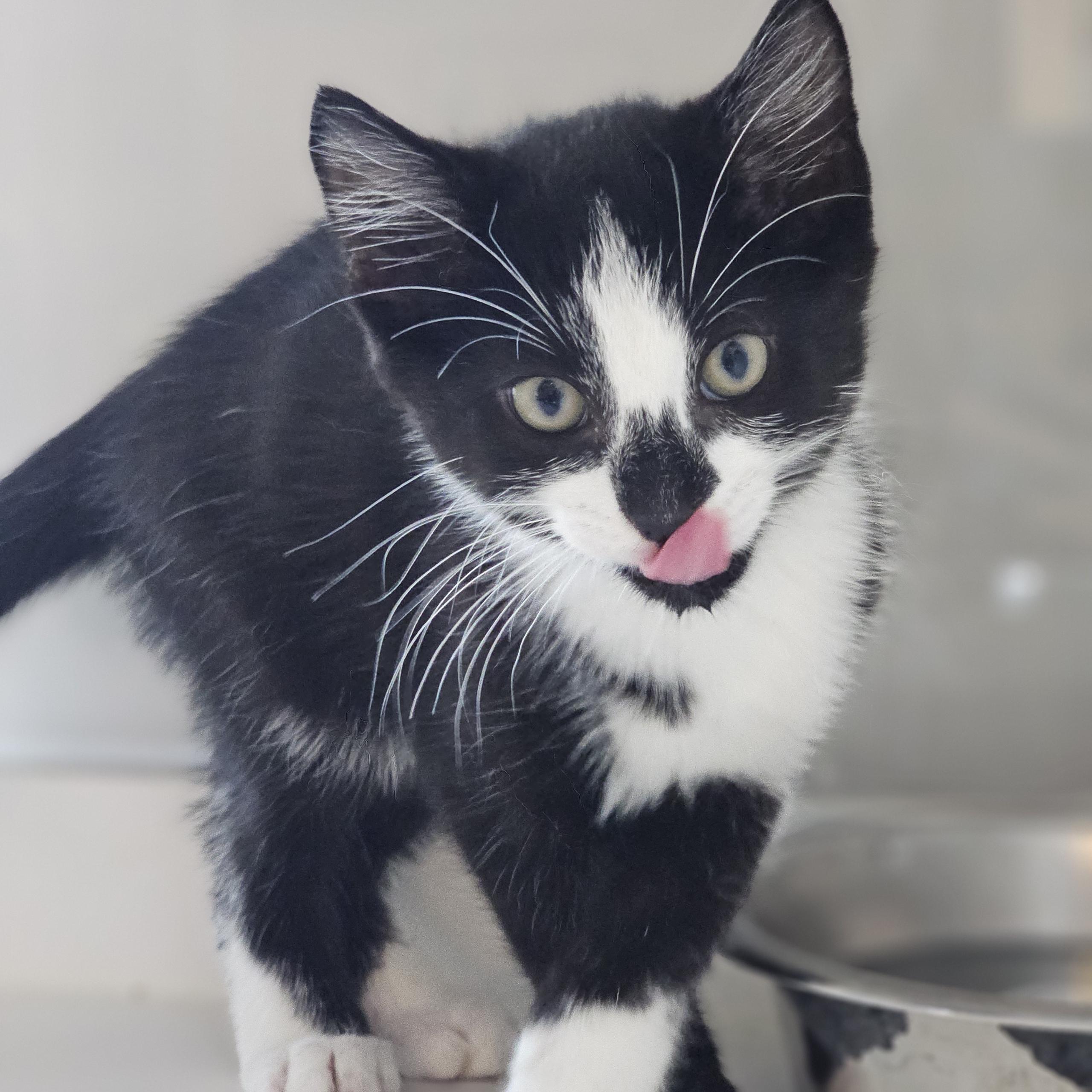 Pumpkin Spice, an adoptable mixed breed in Libertyville, IL image 1/2