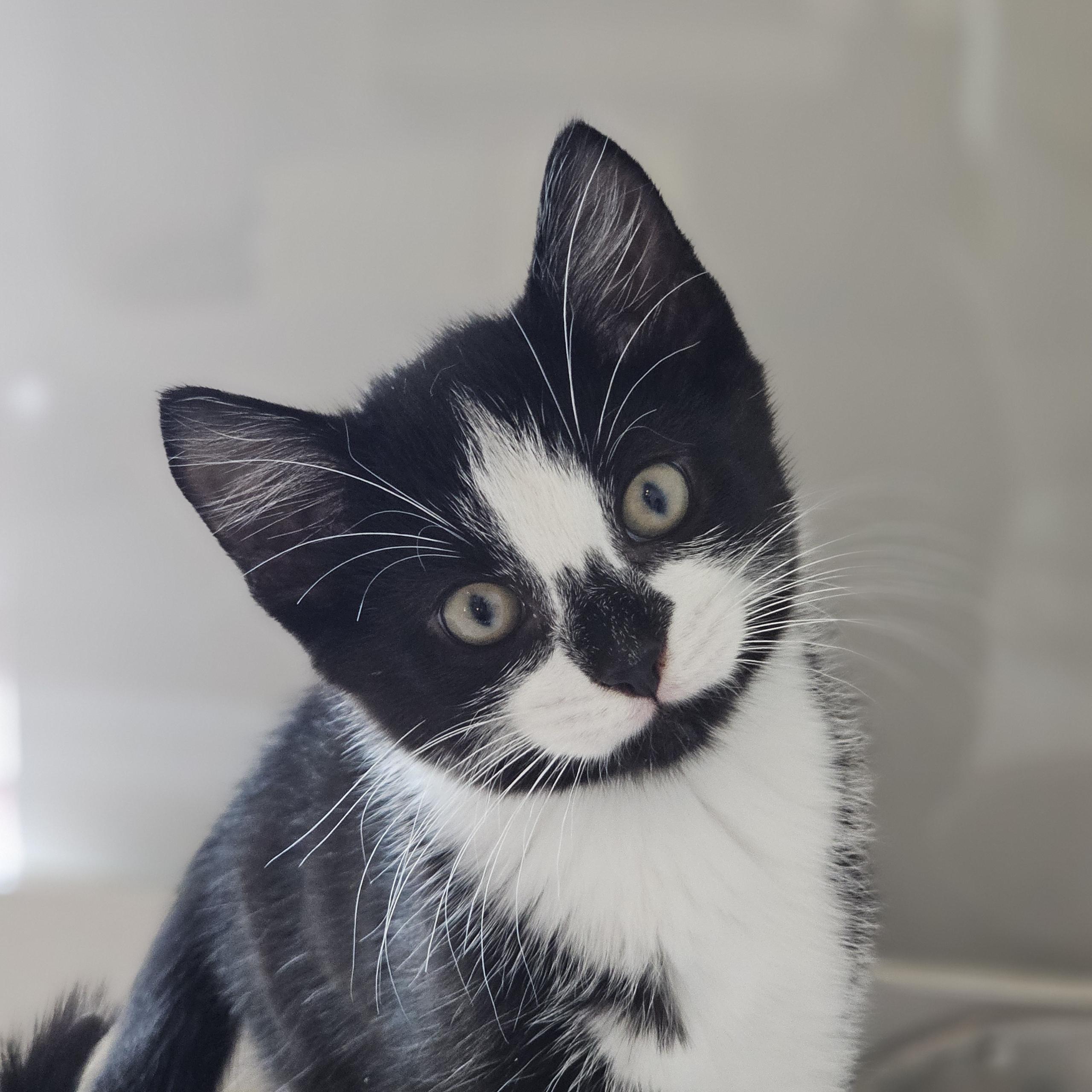 Pumpkin Spice, an adoptable mixed breed in Libertyville, IL image 2/2