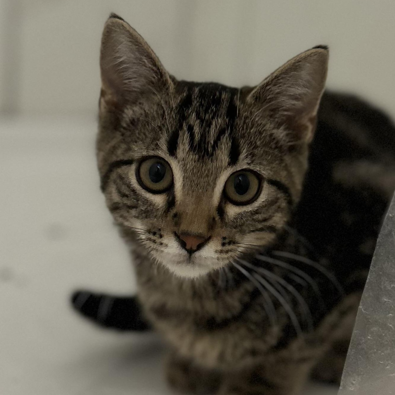 Chloe