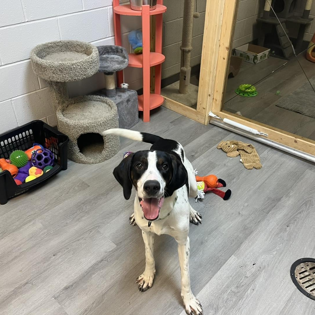 Jeff, adoptable, Adult Male Hound.