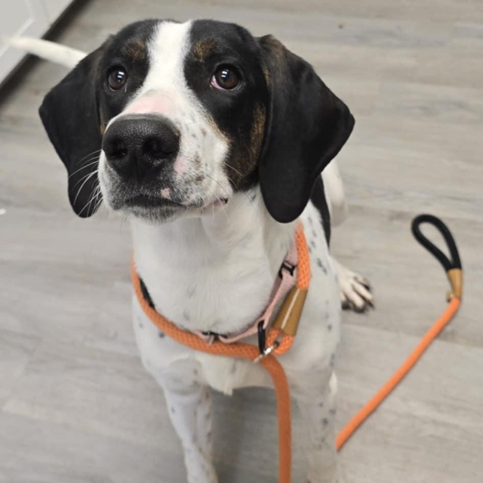 Jeff, an adoptable Hound in Orange, VA image 4/4