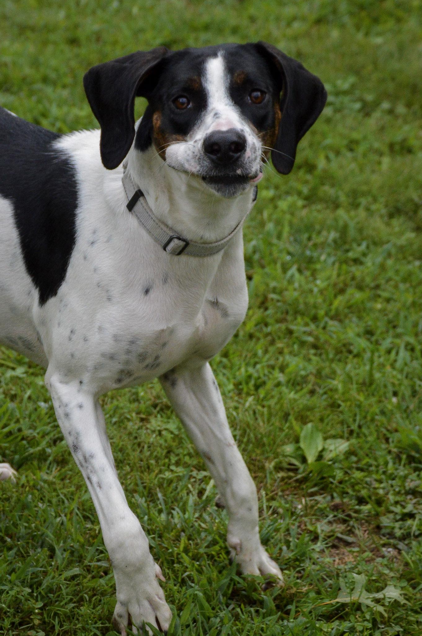 Enlarge Jeff, an adoptable Hound in Orange, VA image 3/6