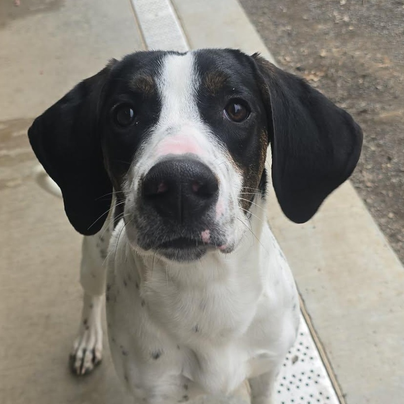 Jeff, an adoptable Hound in Orange, VA image 3/4