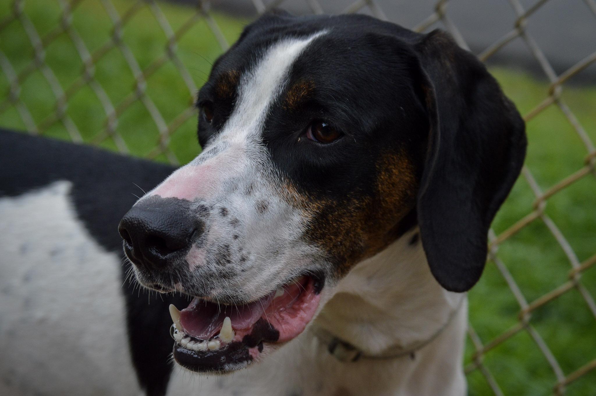 Enlarge Jeff, an adoptable Hound in Orange, VA image 2/6