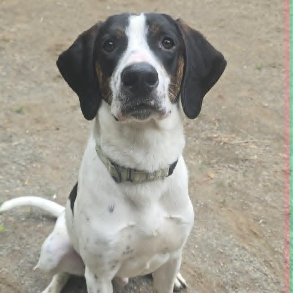 Jeff, an adoptable Hound in Orange, VA image 2/5