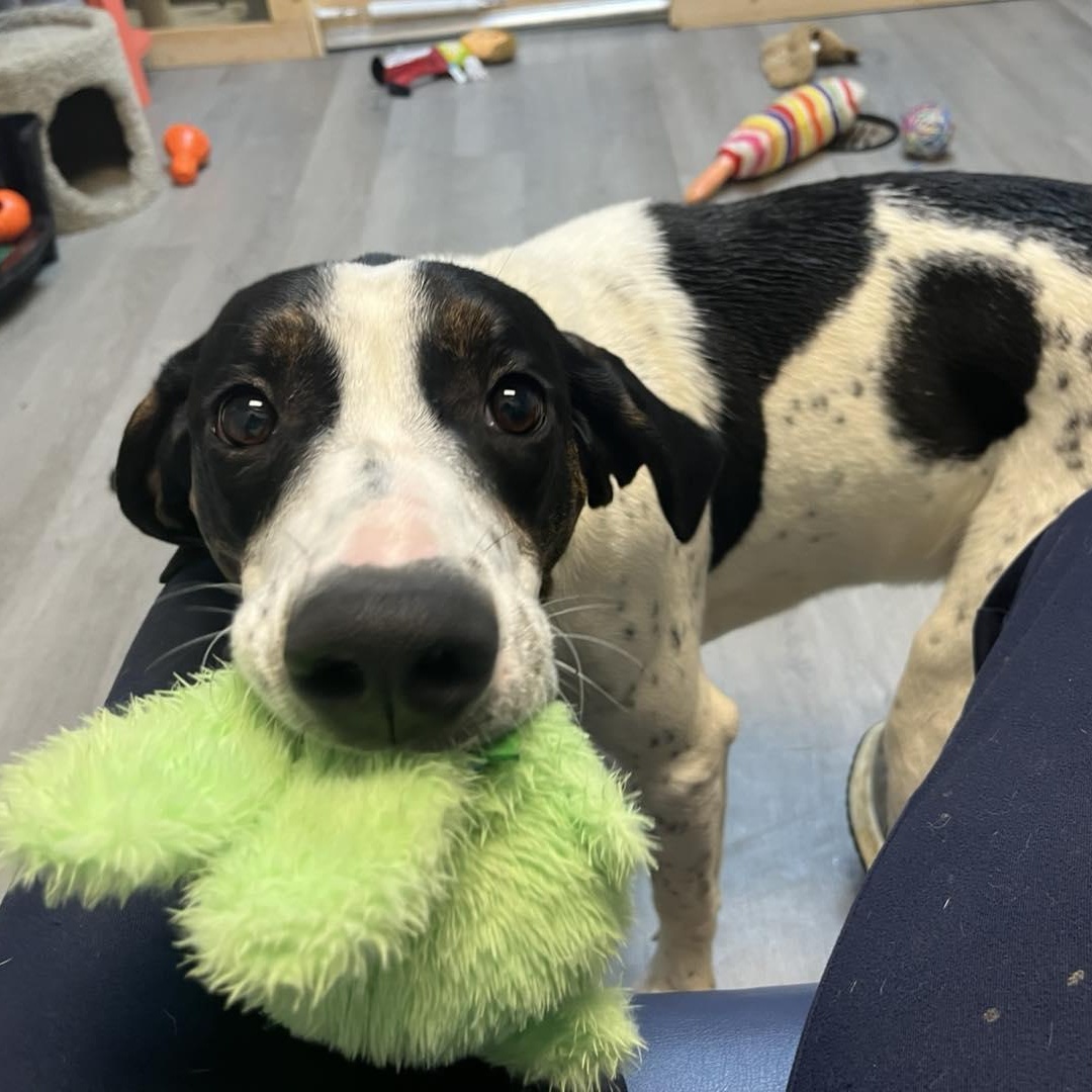 Jeff, adoptable, Adult Male Hound.