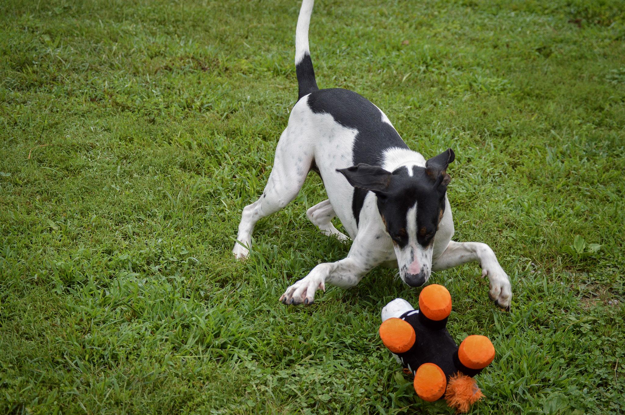 Enlarge Jeff, an adoptable Hound in Orange, VA image 5/6