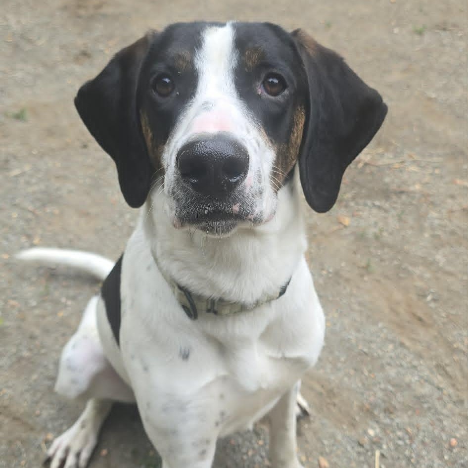 Jeff, an adoptable Hound in Orange, VA image 5/5