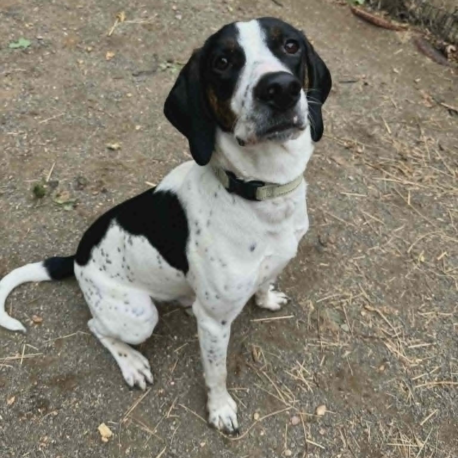 Jeff, adoptable, Adult Male Hound.