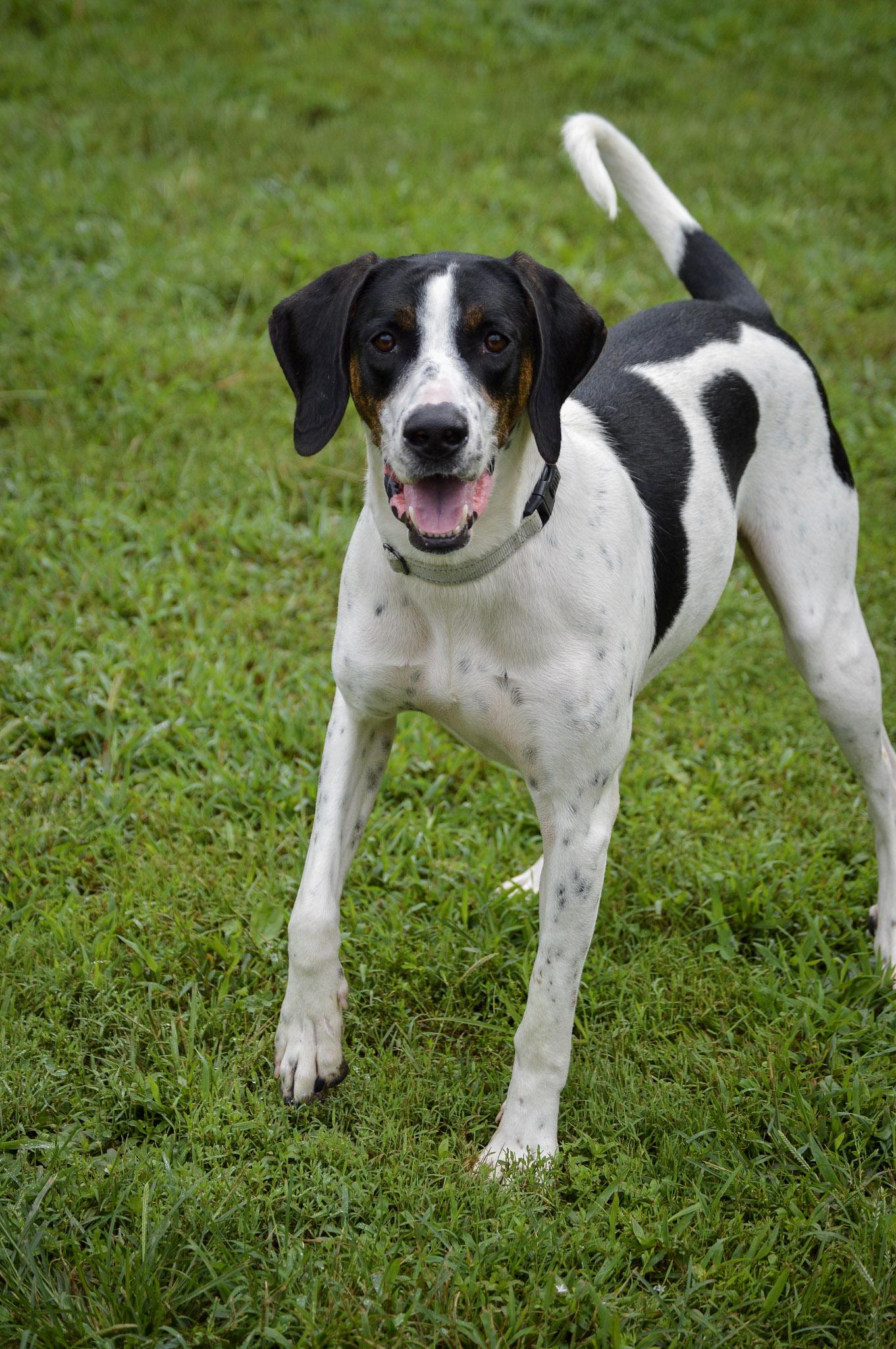 Enlarge Jeff, an adoptable Hound in Orange, VA image 4/6