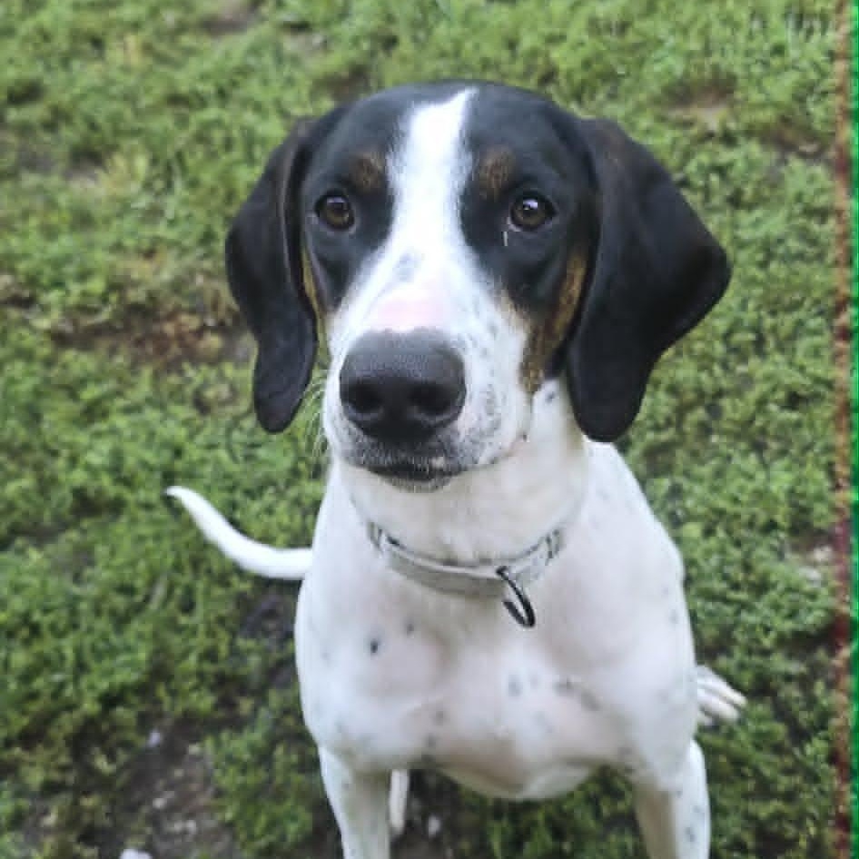 Jeff, an adoptable Hound in Orange, VA image 2/6