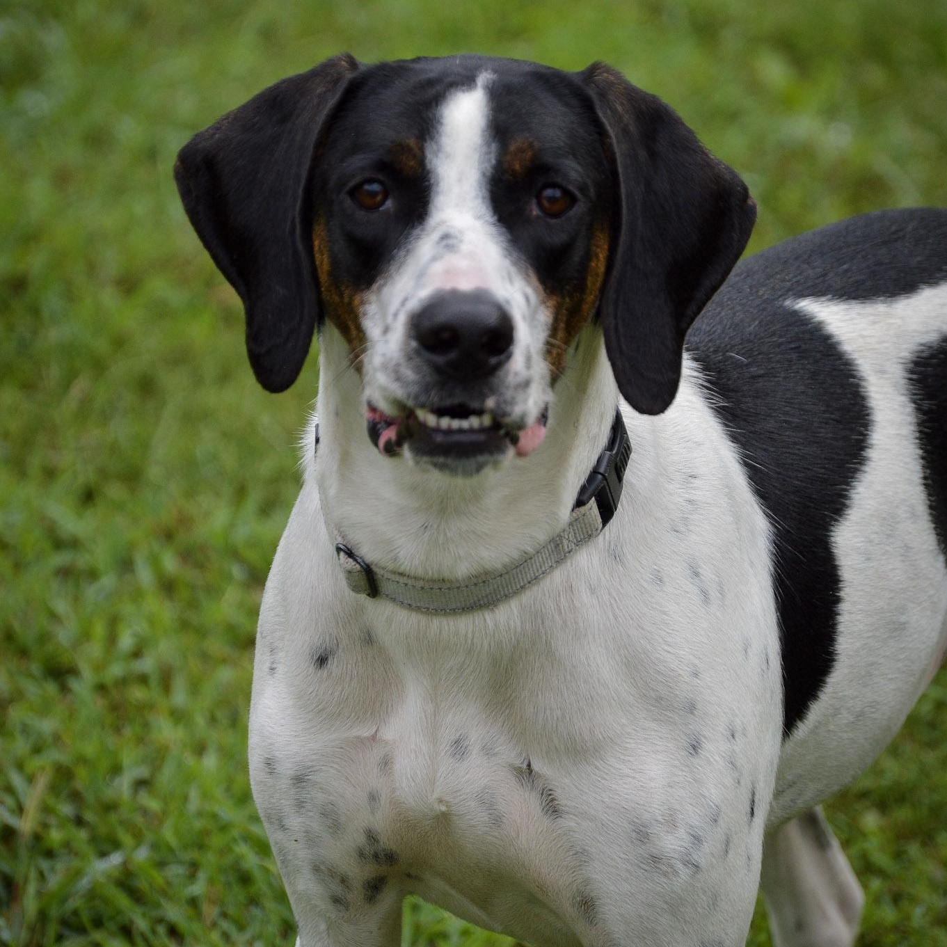 Jeff, adoptable, Adult Male Hound.
