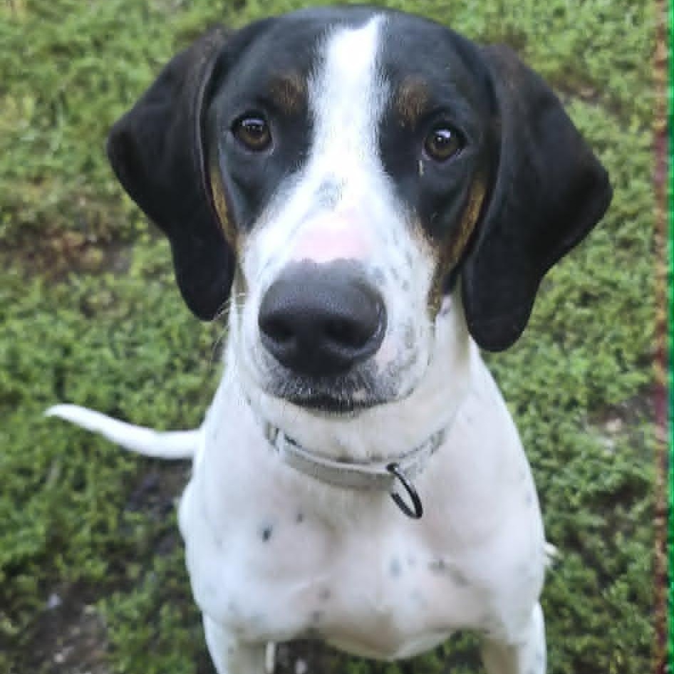 Jeff, adoptable, Adult Male Hound.