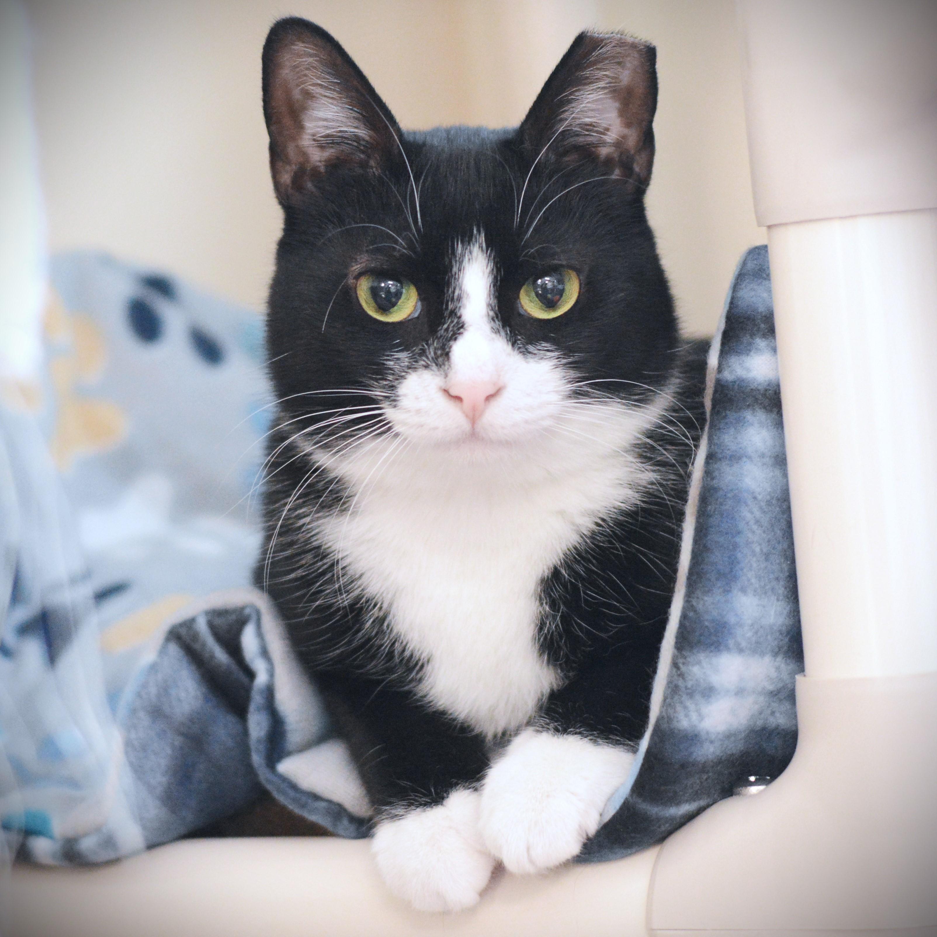 Enlarge Sriracha, a Adoptable Domestic Short Hair in Amsterdam, NY image 1/3