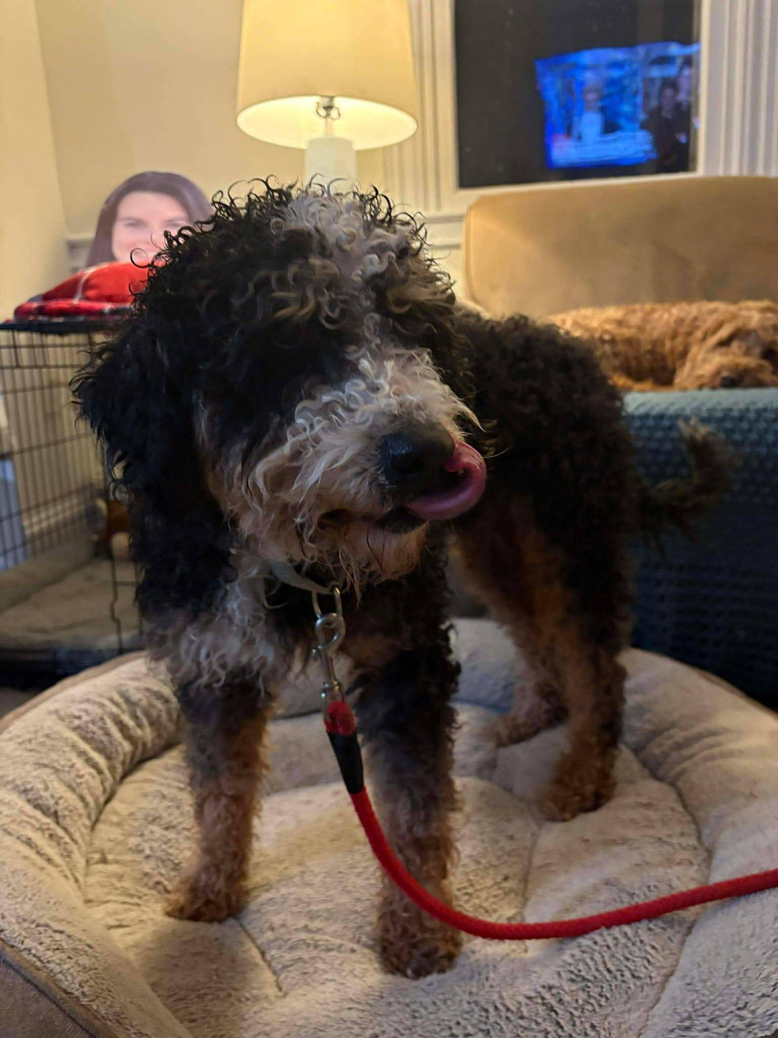 Enlarge Buster, an adopted Bernedoodle in Brunswick, ME image 2/5